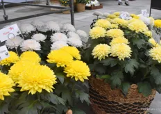 There was also a lot of interest in the Yeti series by Brandkamp. The series consists of white, yellow and beach. It is the same variety as the cut ones, but grown differently and therefore suitable for pots.